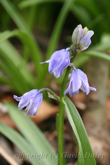 Bluebells, Cloudehill Gardens IMG_6528.JPG